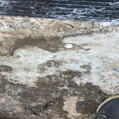 Dynamite Pest Management