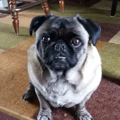 Tammy Lewis Pet Sitting Service