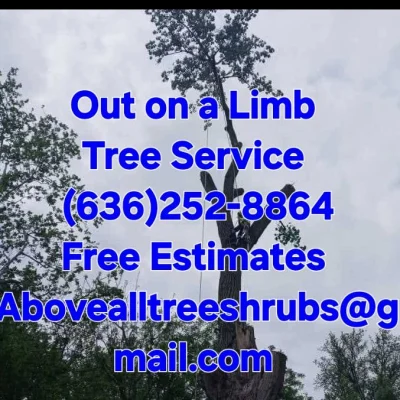 Out On A Limb Tree Service, A Cut Above The Rest 