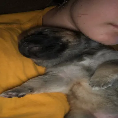 Pet Sitter