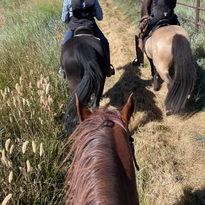 Lucky Dog Ranch