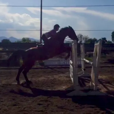 A.M. Equestrian