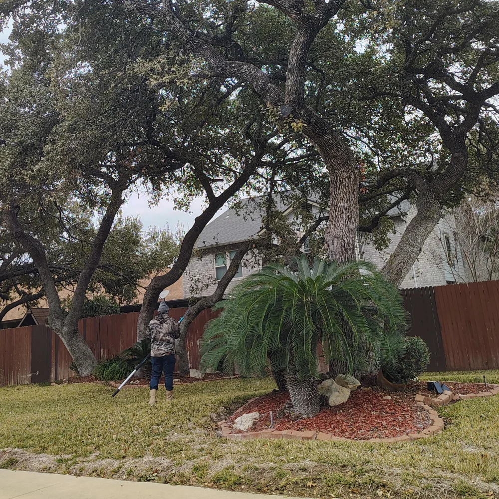 H Jimenez Tree Services Plus