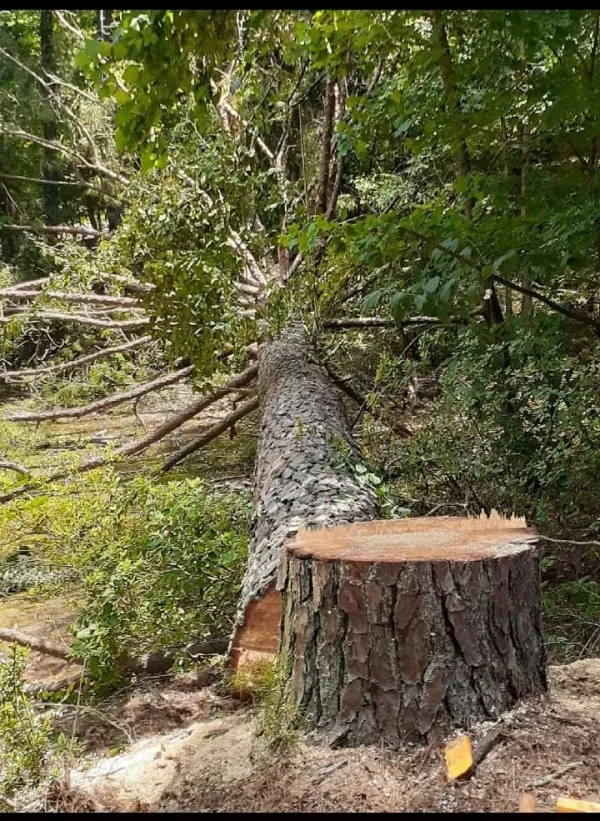 Professional tree felling