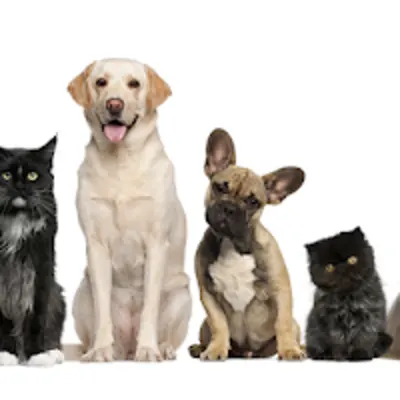Veterinary Medical Clinic