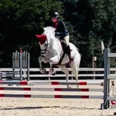 DSO Showjumpers