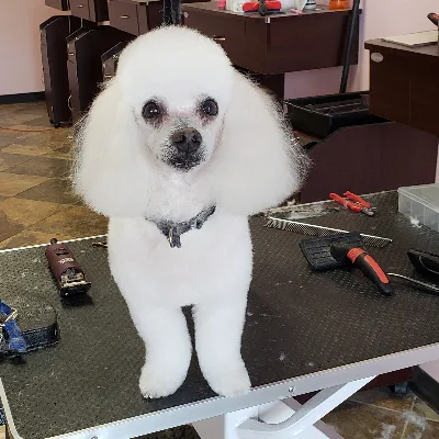 Power Groomers