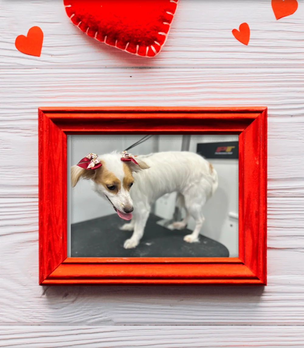 Leticia's Touch Of Class Pet Grooming