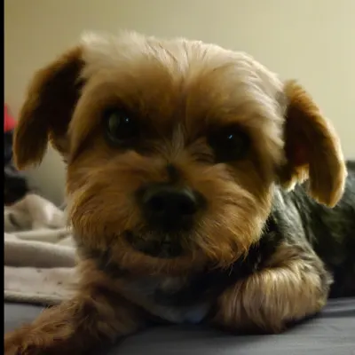 Dog Cuts By Jamie LLC
