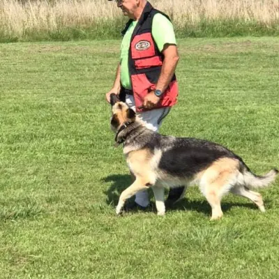 Bens K9 Obedience Training
