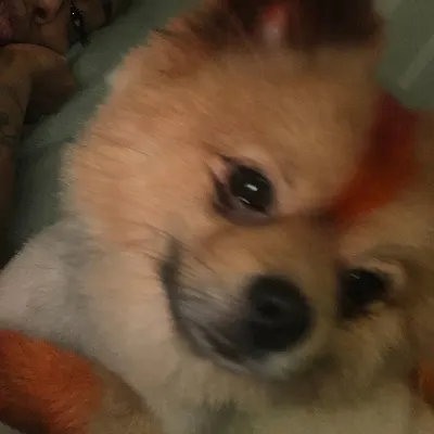 A&A Pet Spa & Lounge 