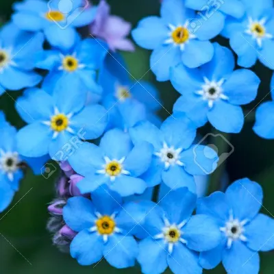 Borrowed And Blue Ceremonies