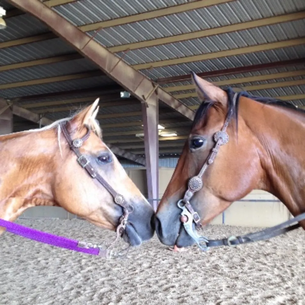 Capricorn Equestrian Center