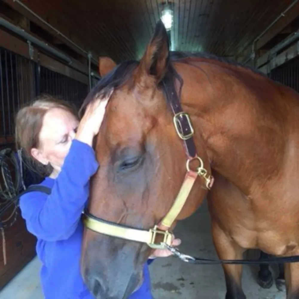 Heart And Soul Equine Sports Massage LLC