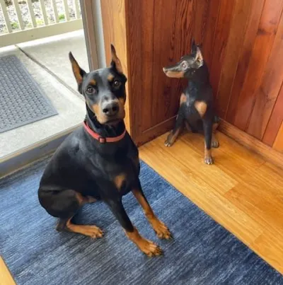 Parsons Animal Clinic