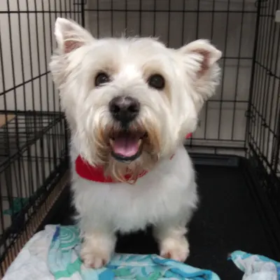 Barks, Bubbles, And More