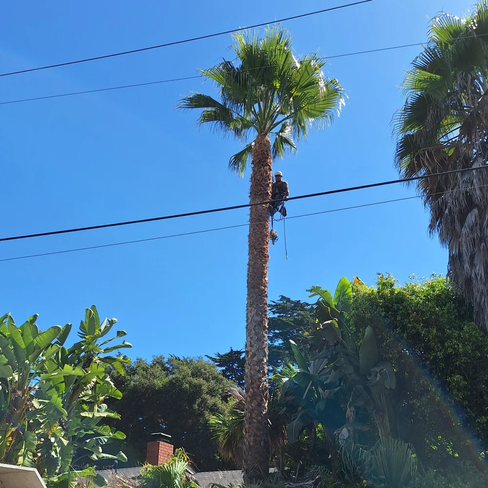 Segura Tree Service