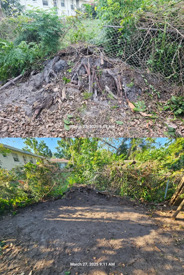 Stump Removal Carrollwood