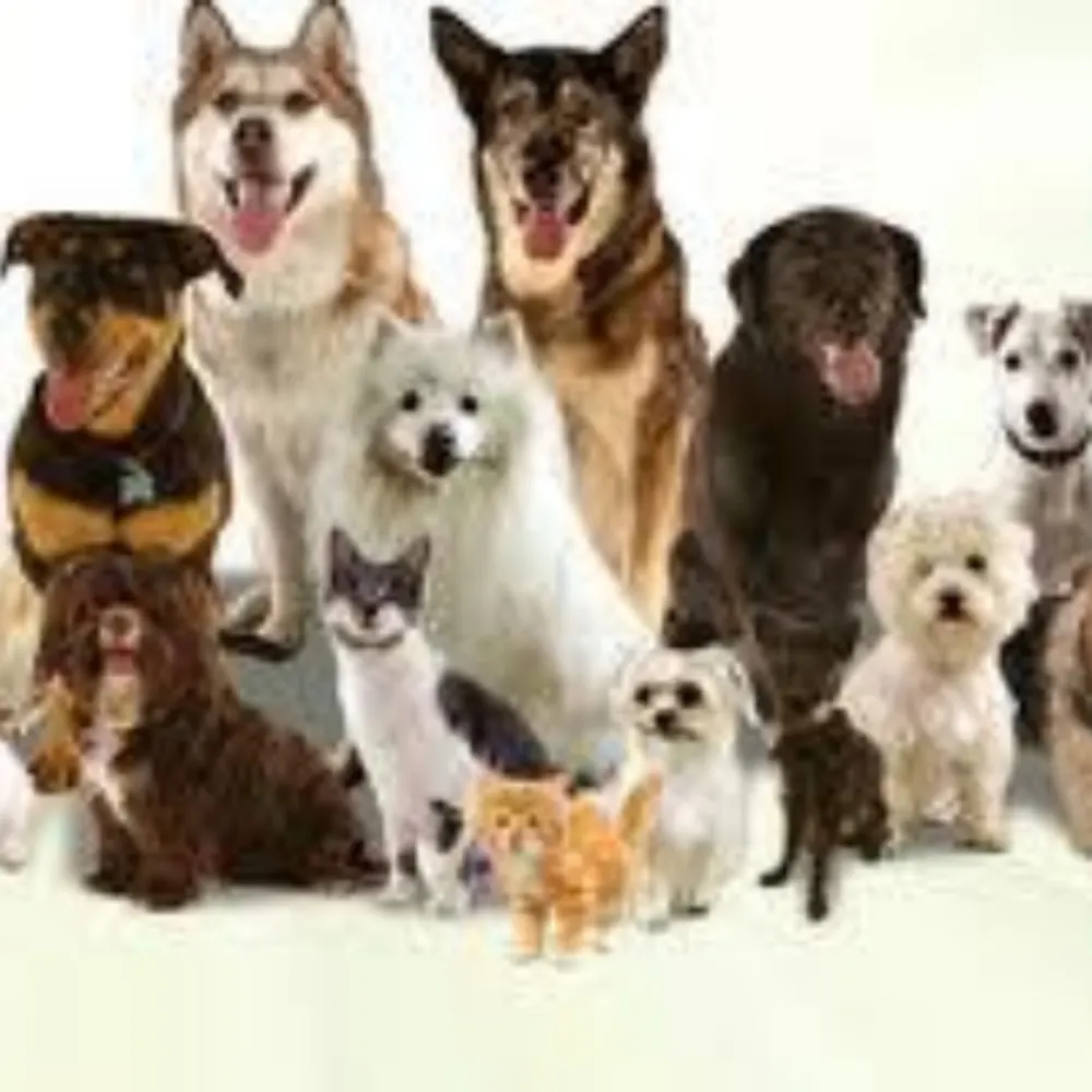 Doggy Love Camp