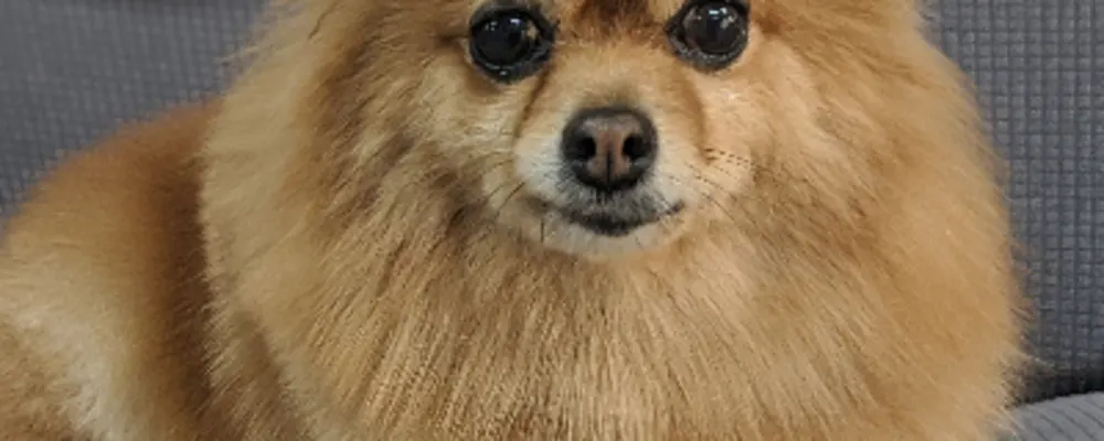 Charming Puppy Cutz