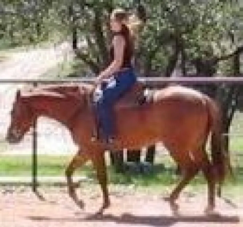 Melissa Souza | Premier Performance Horses