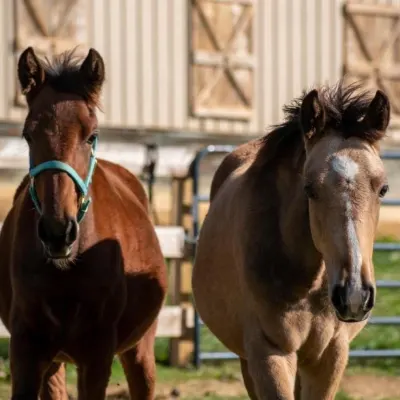 The Twisted Sisters Equine Services