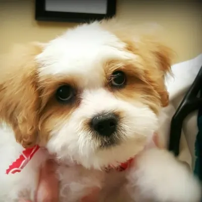 Mission Of Mercy Vet Clinic