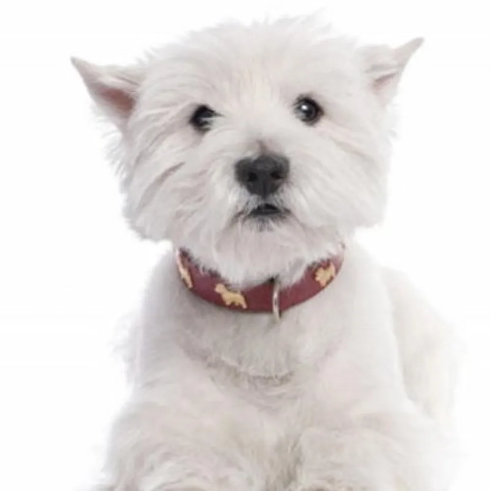 Art Of Pet Grooming
