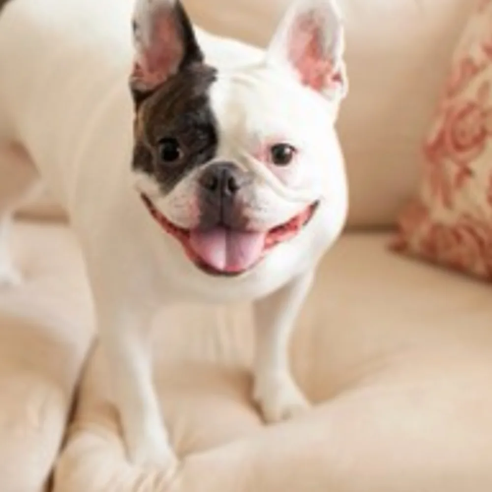 The Waggin Trail Express, Llc