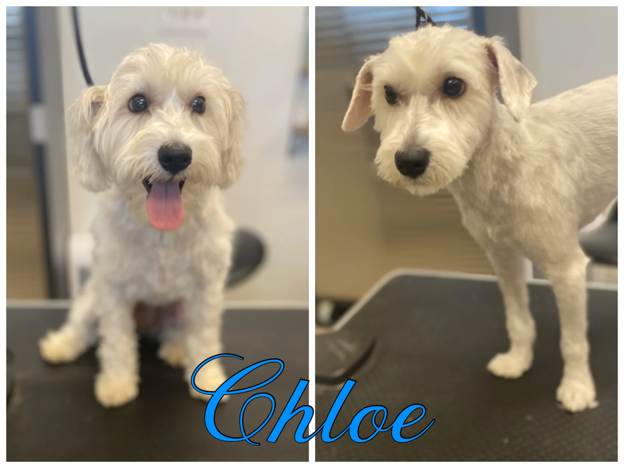 Pawsitively Divine Dog And Cat Grooming in Rockwall, TX // HomeGuide