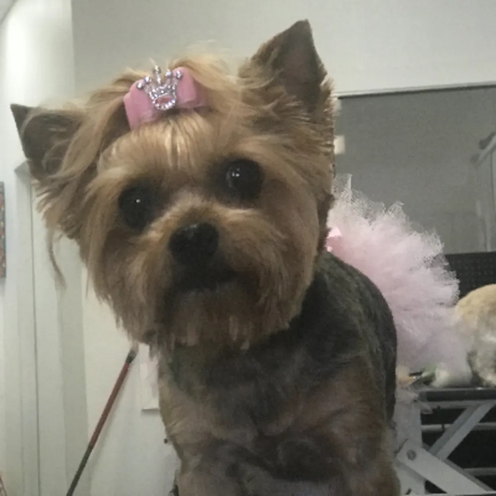 Fancy Fido Pet Grooming