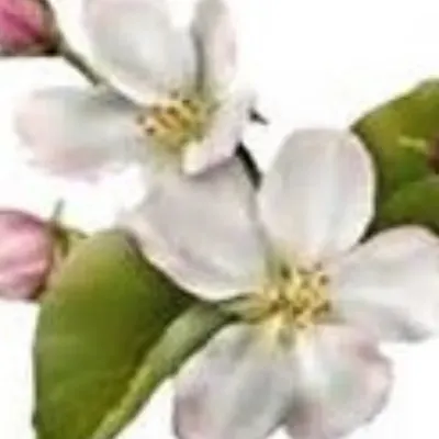 Botanical Landscape Management