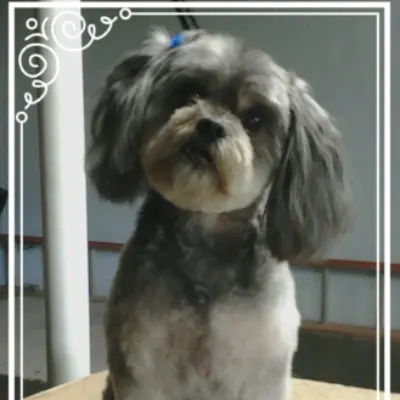 Cinderella Pet Salon