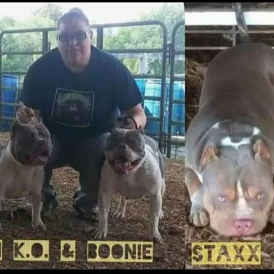 Poison Ivy Kennels & Transport