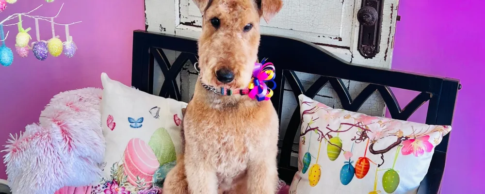 Kens K9s Dog Spa