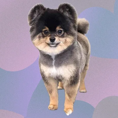 Sarah W Dog Grooming