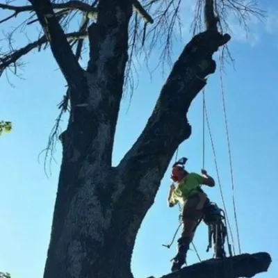 Sidelines Tree Service, LLC