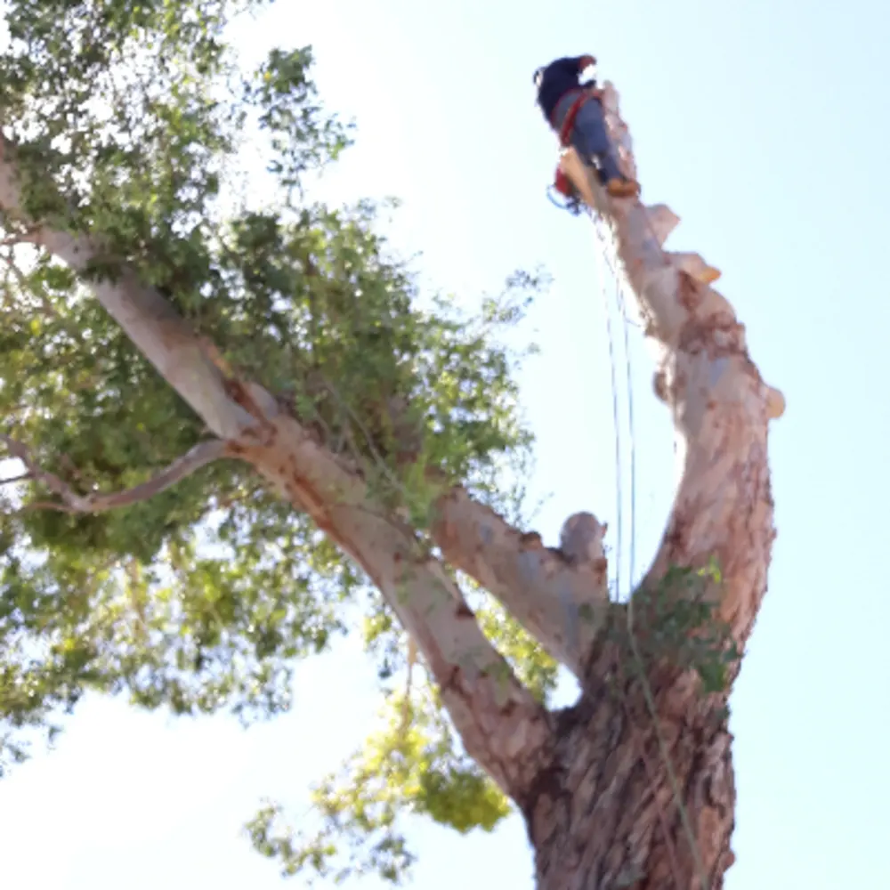 Absolute Tree
