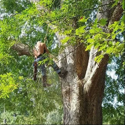 Homeowners' Tree Service