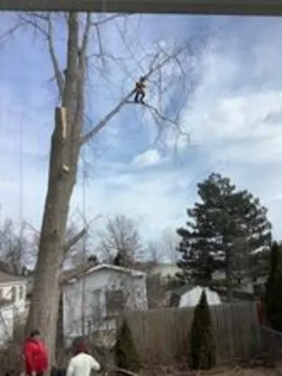 Tree Slayer Tree Service LLC