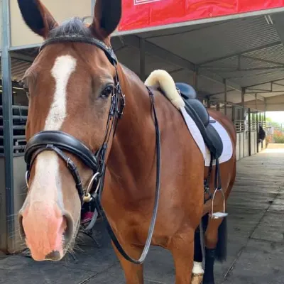 Integrity Sport Horses OC