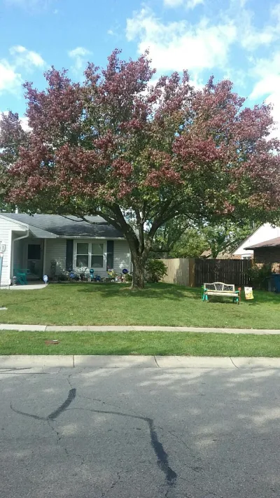 Miles High Tree And Landscaping
