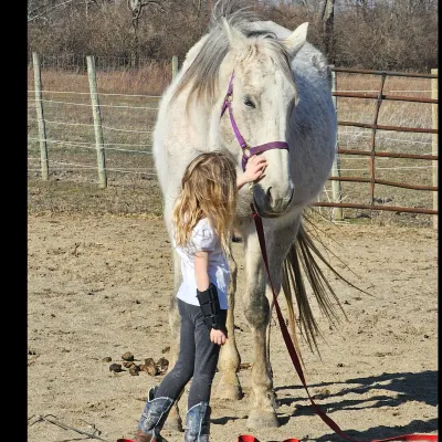 LS Horse Training And Lessons