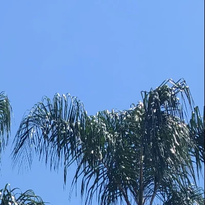 E And R. Tree. Trimming Service