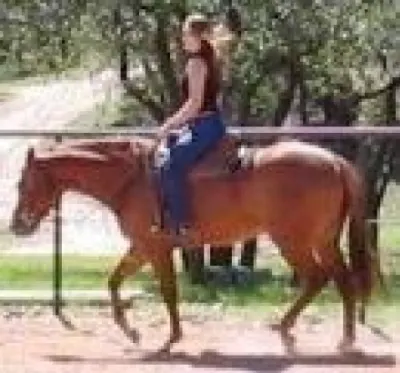 Melissa Souza | Premier Performance Horses