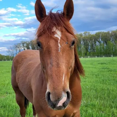 Reins Of Love