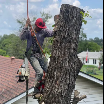 Cruz Professional Tree Services