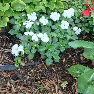 Fredylandscaping