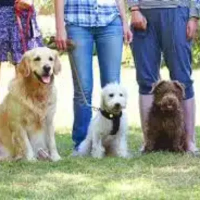 Class For Canines