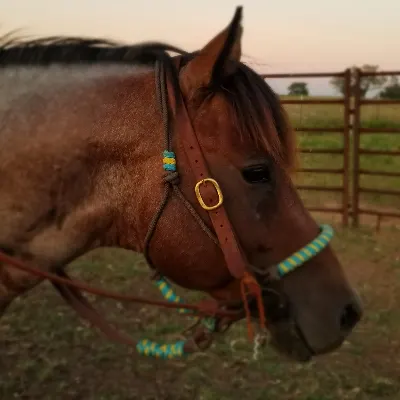 F3 Horse Riding